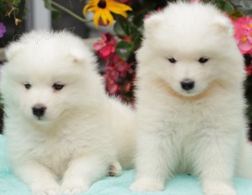 Nádherná očkovaná samojed štěňata pro nové domovy.