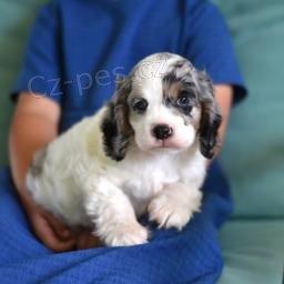 Spoleensk Cockapoo