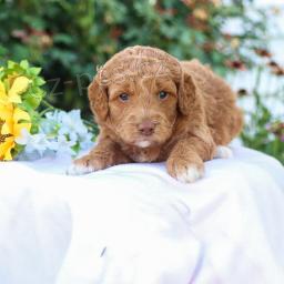 Rozkon Mini Goldendoodle