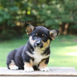 Rozkon Welsh Corgi (Pembroke)