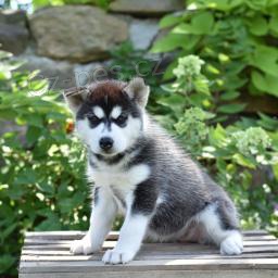 Sharp sibisk husky