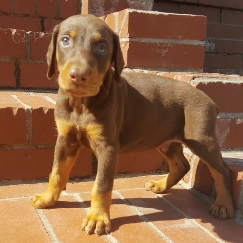  krsn okovan a rozkon ttka dobermana