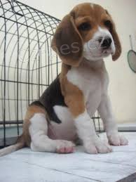 asn beagle