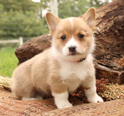 milující Welsh Corgi (Pembroke)