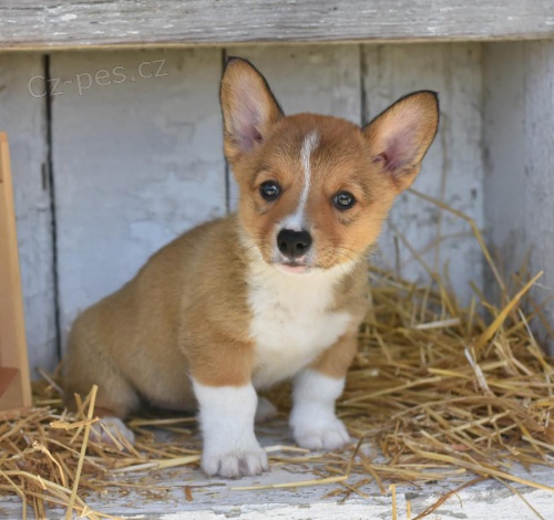 milující Welsh Corgi (Pembroke)