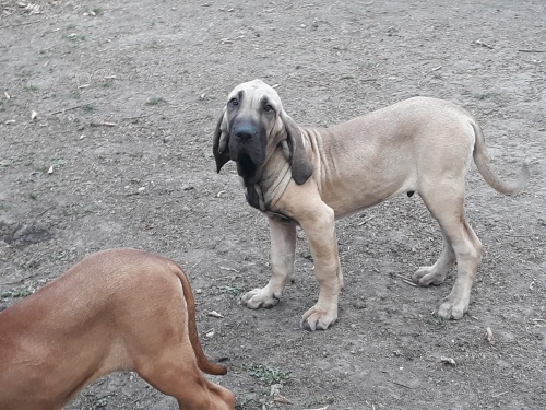 štěňata fila brazilka fila fila