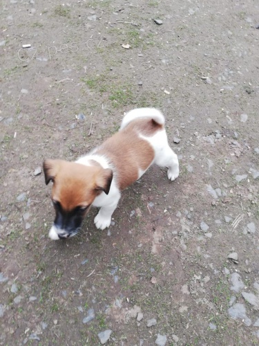 hravé štěňata Fox Terrier