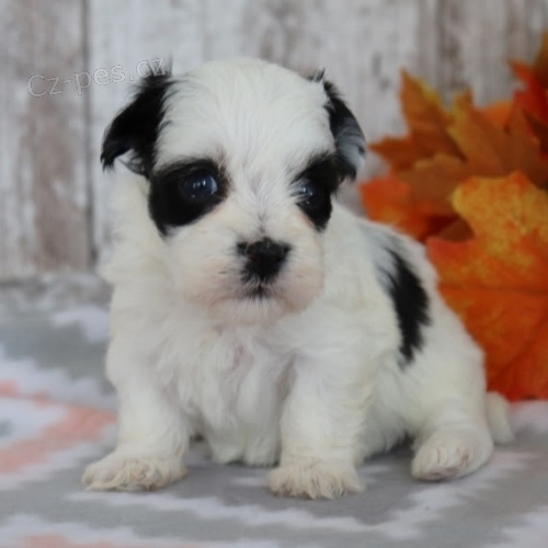 Okovan dti Havanese tata