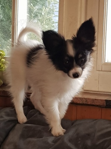 mini papillon štěňata k adopci