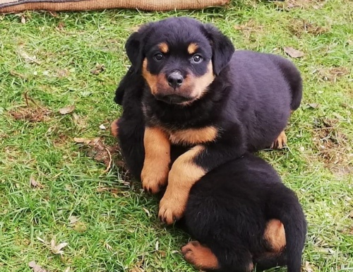 2 dispozici jsou pro vs ttka rotvajlera.