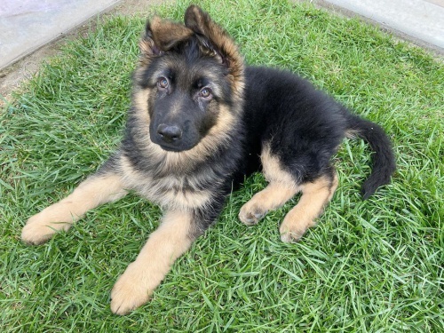 Očkovaná a velmi zdravá Shiba Inu