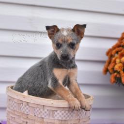 Perky Blue Heeler