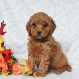 Milujc Mini Goldendoodle