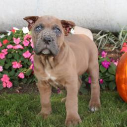 Milujc Cane Corso