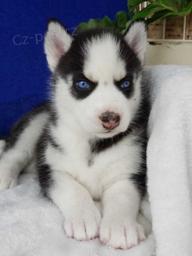 Modr oi zdrav sibisk husky tata