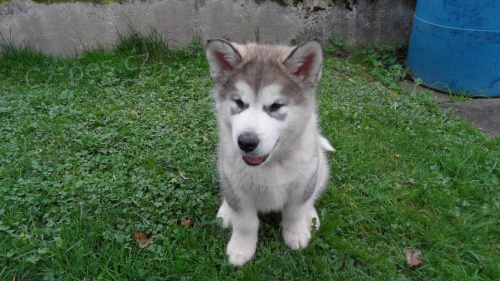 Aljask dti Malamute jsou k dispozici co nejdve