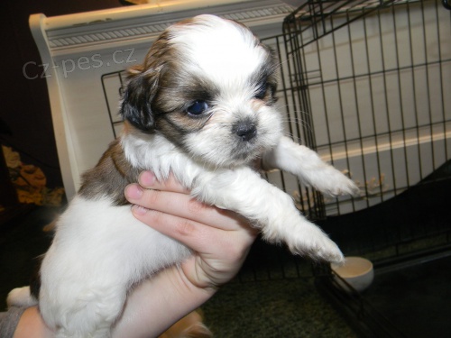 istokrevn tata Shih Tzu, velmi zdrav, k adopci