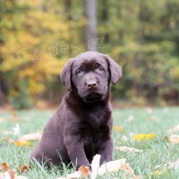 Milující štěňata labradorského retrívra