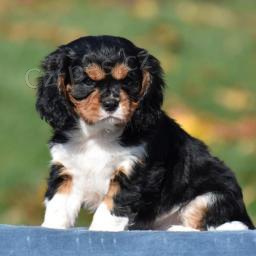 Ndhern tata Cavalier King Charles Spaniel