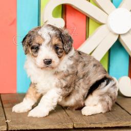 Roztomil ttka Aussiedoodle