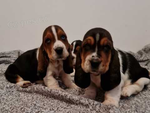 3 msce tata Basset Hound