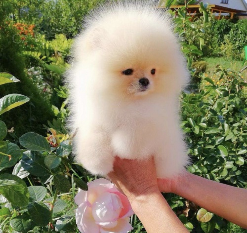 štěňata pomeranče