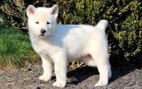 K dispozici jsou štěňata bílé Akita Inu
