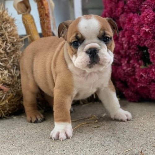 Zdrav� a o�kovan� �t��ata anglick�ho buldoka na prodej. 