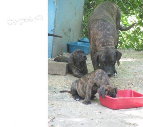 Fila Brasileiro tata