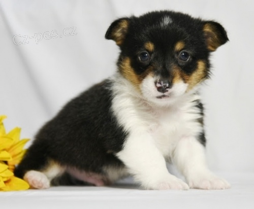 Welsh Corgi Pembroke