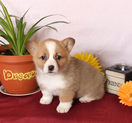 Okouzlující Welsh Corgi (Pembroke)