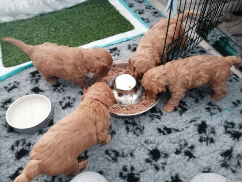 Cockapoo Jedná
