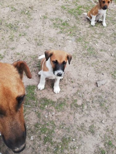 2 hravé štěňata Fox Terrier