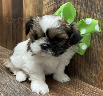 Rozkošné štěně shih-tzu k adopci.