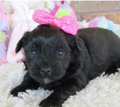 Roztomilé štěně Maltipoo k adopci.