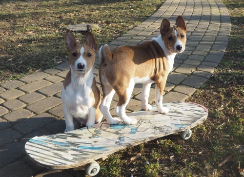 2 Basenji loveck tata muzy a zeni