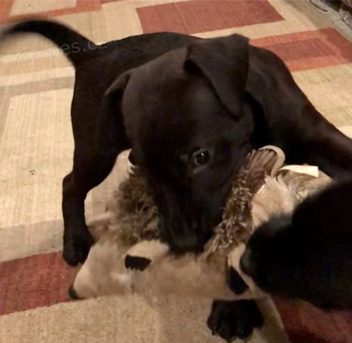 Štěňata Patterdale teriéra k adopci