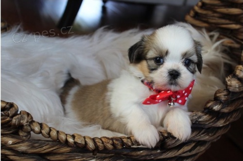 tata Shih Tzu k adopci.