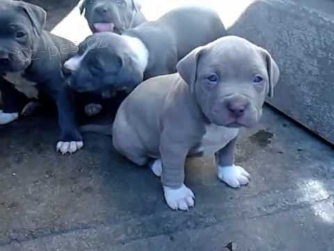 Ohromujc tata Pitbull