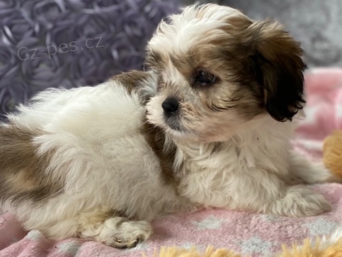 Dvě štěňata shih-tzu