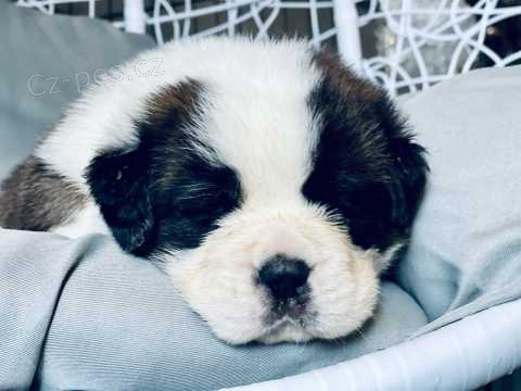 Štěňata St.Bernard
