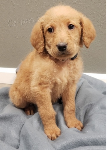 Zdravá štěňata Labradoodle k adopci