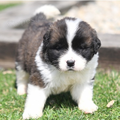 Zdrav tata Saint Bernard k adopci