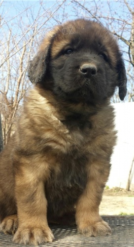 Dobe trnovan ttka Leonberger