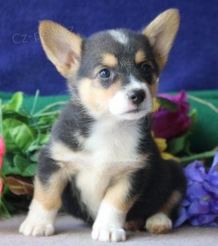 Cardigan Welsh Corgi pro nový domov