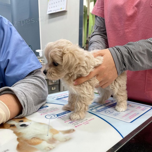 Maltipoo tn pro rehoming