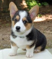 Nyn jsou k dispozici tata Corgi