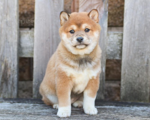 Fascinujc tata Shiba Inu k dispozici