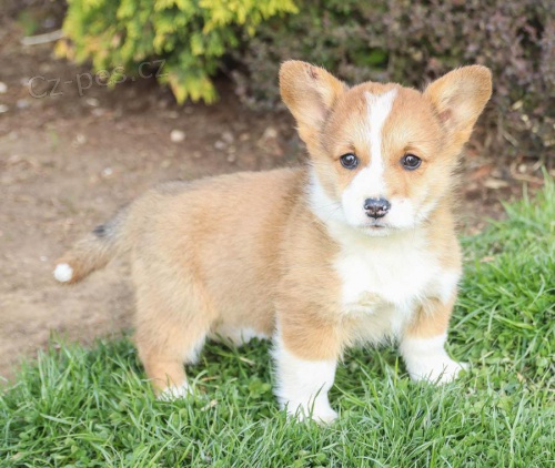 tata Welsh Corgi (Pembroke) k dispozici