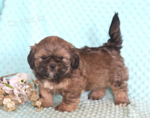 Rozkon tata Lhasa Apso